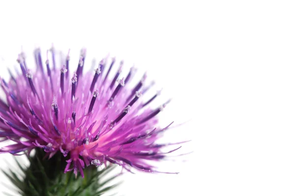 Thistle bloem macro Stockafbeelding