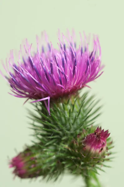 Closeup květ bodláku — Stock fotografie