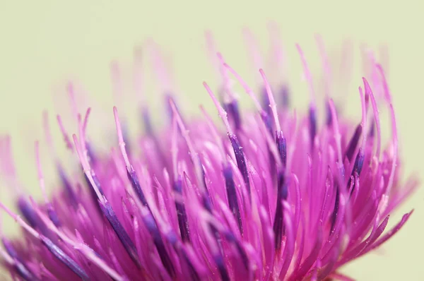 Thistle flor closeup — Fotografia de Stock