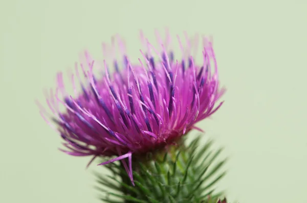 Closeup květ bodláku — Stock fotografie