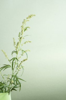 Wormwood plant close up clipart