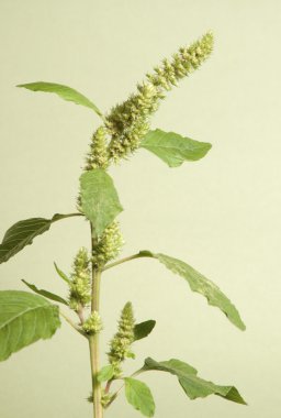 Amaranth yakın çekim