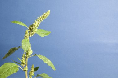 Amaranth yakın çekim