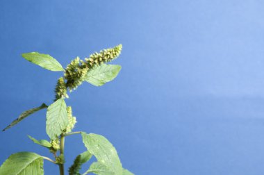 Amaranth yakın çekim