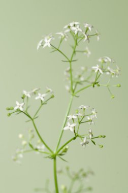 Galium albüm yakın çekim