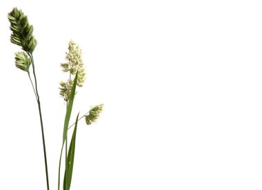 Cockfoot çim yakın çekim