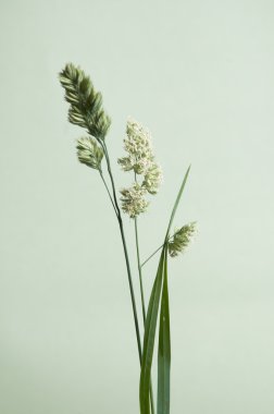 Cockfoot çim yakın çekim