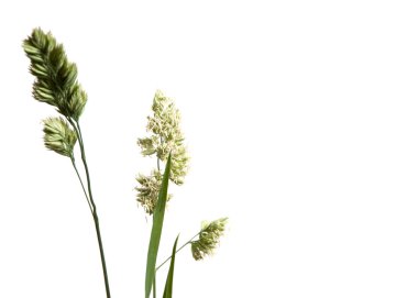 Cockfoot çim yakın çekim