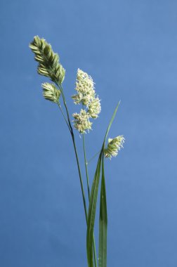 Cockfoot çim yakın çekim