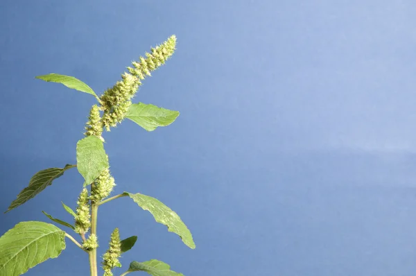 Amaranth close up — Stok Foto