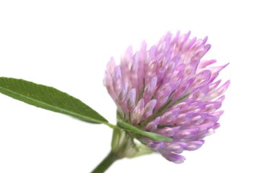 Yonca çiçeği makrosu