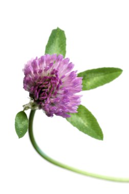 Yonca çiçeği makrosu