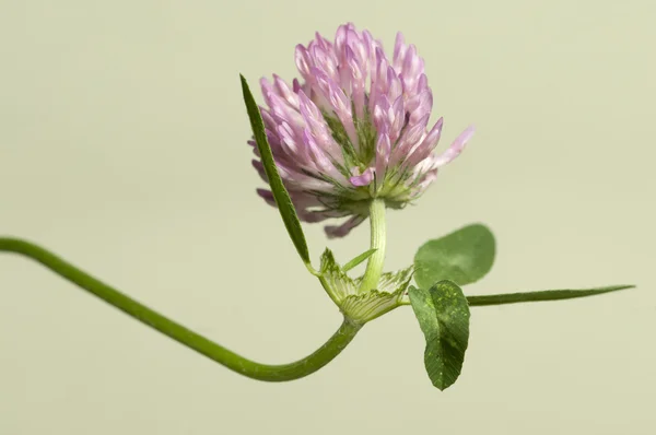 Clover flower macro — Stock Photo, Image