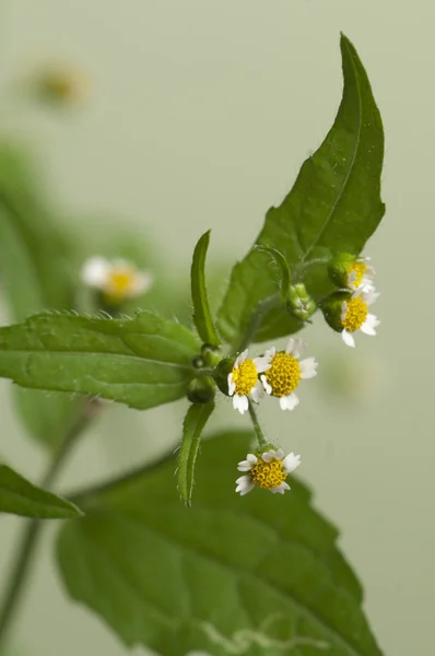 Knopkruid bloemen macro — Stockfoto