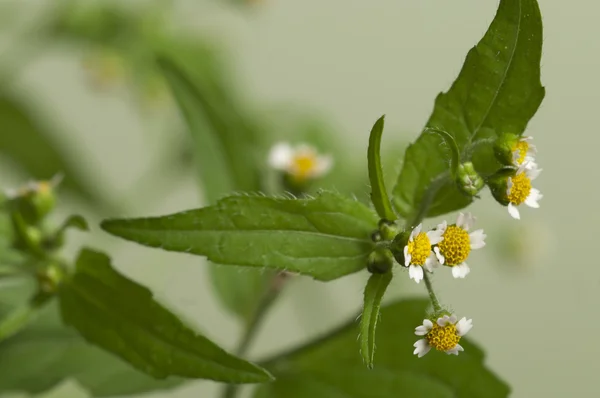 Galinsoga flowers macro — Stock Photo, Image