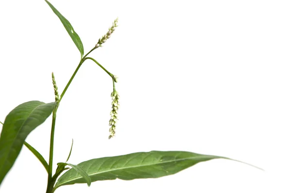 Persicaria flores macro — Fotografia de Stock