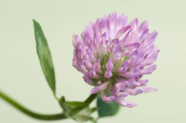 Клевер цветочный макрос — стоковое фото