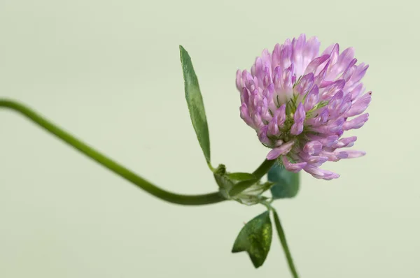 Trevo flor macro — Fotografia de Stock