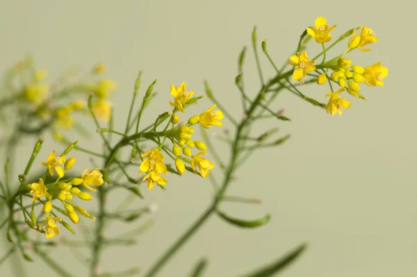 Hochlandkresse aus nächster Nähe — Stockfoto