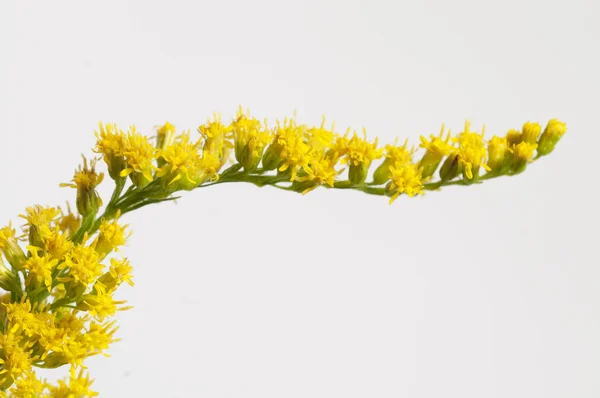Solidago flowers close up — Stock Photo, Image