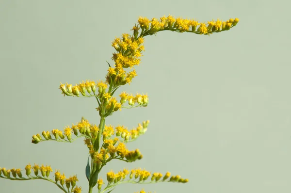 Solidago Blumen aus nächster Nähe — Stockfoto