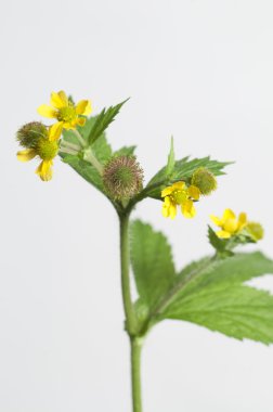 Geum aleppicum makro