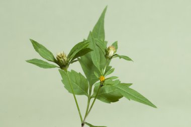 Tripartita makro bidens