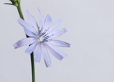 Cichorium intybus makro