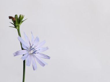 Cichorium intybus makro