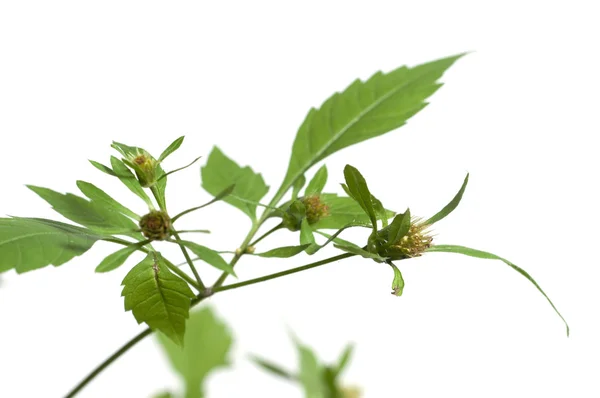 Tripartita makro bidens