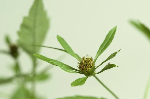 Tripartita makro bidens — Stok fotoğraf