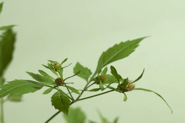 鬼针深裂宏 — 图库照片