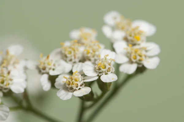Achillea kwiaty makro — Zdjęcie stockowe