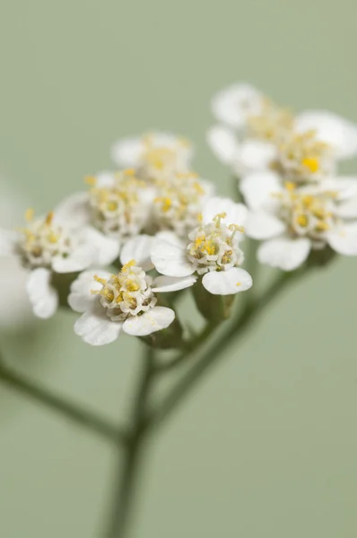 Achillea flowers macro — Stock Photo, Image