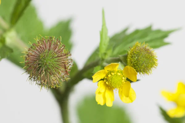 Geum aleppicum macro — Stockfoto