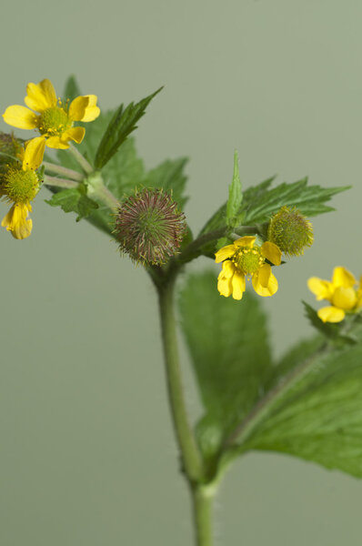 Geum ruppicum macro
