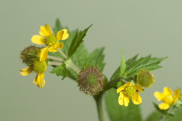 Geum ruppicum macro
