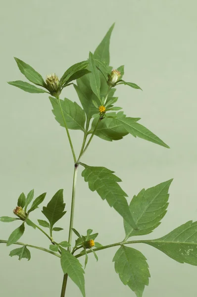 Tripartita macro bidens — Stockfoto