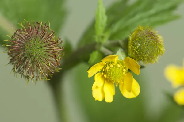 Macro aleppicum Geum — Photo