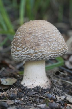 Mantarı mantar yakın çekim