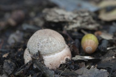 Mantarı mantar yakın çekim