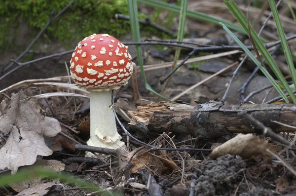 Toadstool mushroom close up — Stock Photo, Image