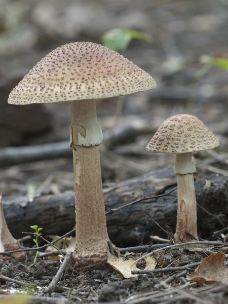 Toadstool champiñón de cerca — Foto de Stock