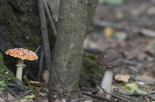 Paddestoel en bruin berk boleet champignons — Stockfoto