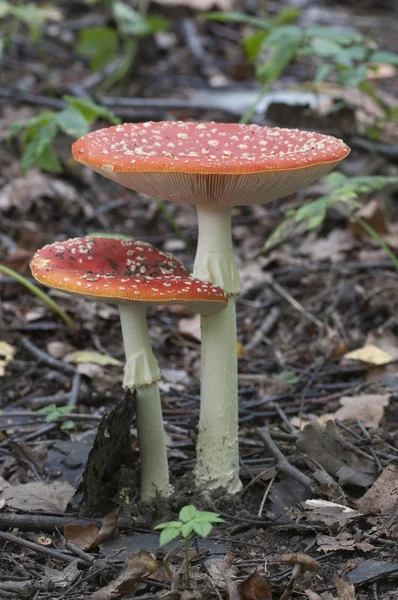 Paddestoel paddestoel close-up — Stockfoto