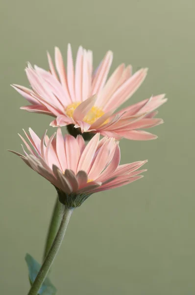 アールグレイの花クローズ アップ — ストック写真