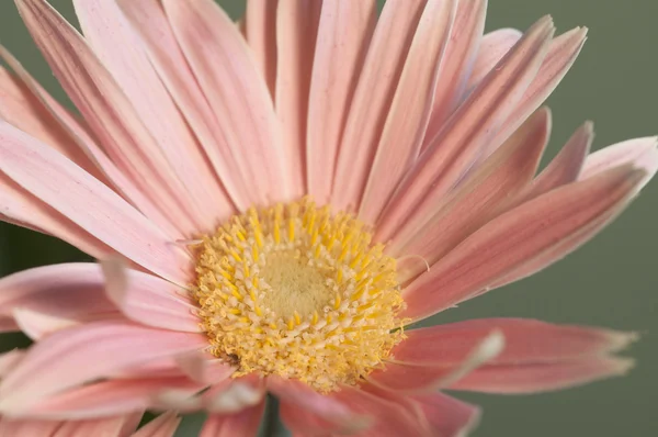 アールグレイの花クローズ アップ — ストック写真