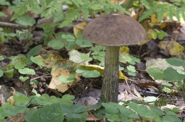 Bolete de bétula cogumelo — Fotografia de Stock