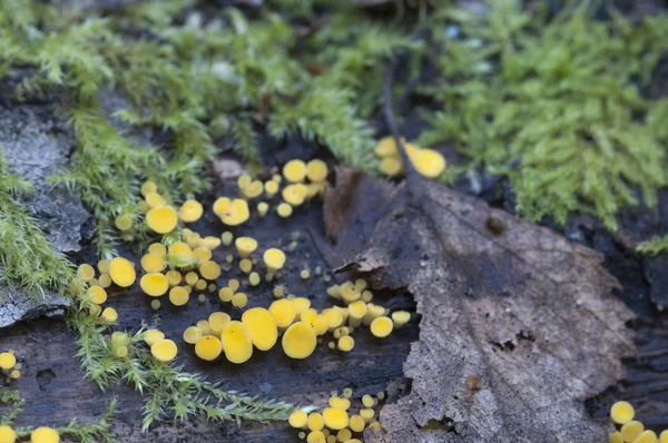 Bisporella citrina aka Calycella citrina —  Fotos de Stock