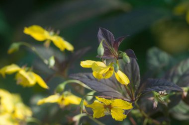 Lysimachia ciliata (püsküllü gevşeklik) çiçekleri, yakın çekim, yerel odak 